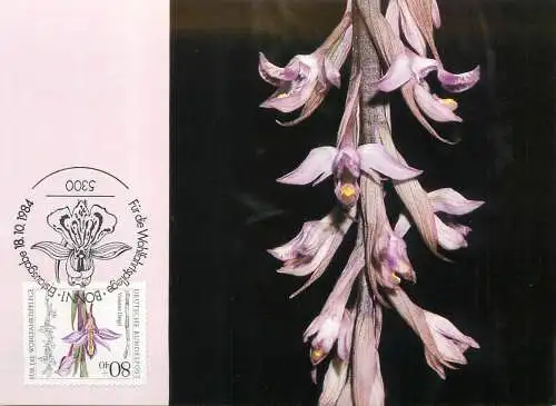 A5378 Violetter Dingel maximum card Germany