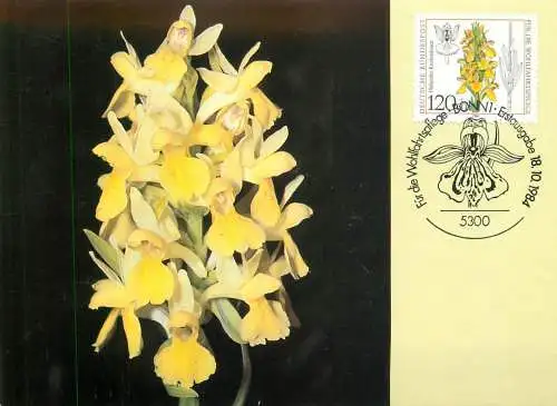 A5378 Elderberry Orchid maximum card Germany