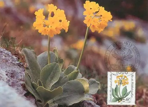A5378 Charity Stamp endangered alpine flowers alpine auricula maximum card Germany