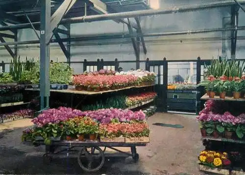 A5088 Netherlands Aalsmeer trolley with samples of potted plants