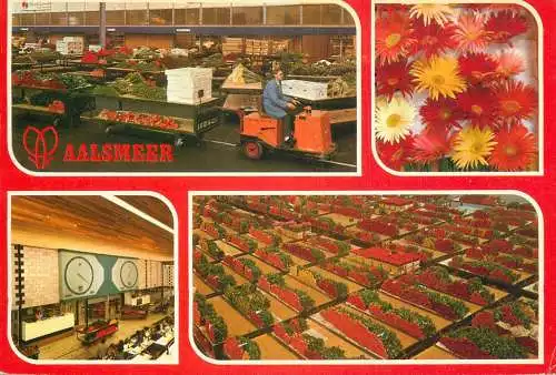 A5088 Netherlands Aalsmeer flower types multi view