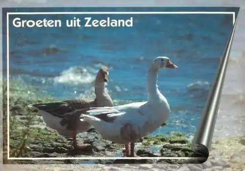 A5081 Netherlands Groeten uit Zeeland geese photo