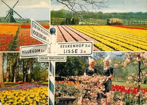 A5079 Netherlands Flowerdecoration multi view