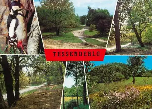 A3641 Tessenderlo views postcard