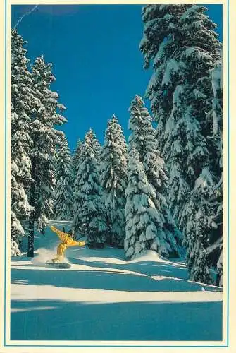 A5066 Snowboarding types and scenes descending through fir trees