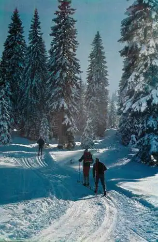 A5066 Ski de fond dans la foret enneigee