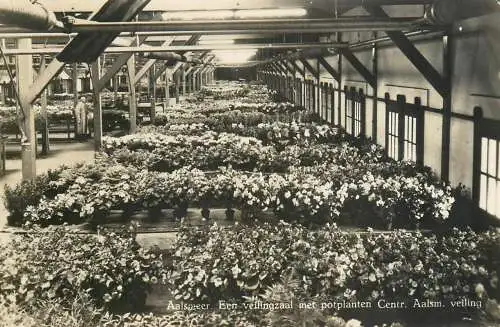 A5290 Aalsmeer Blumen