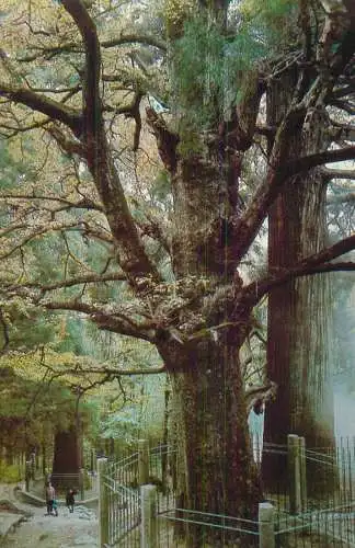 China the three ancient trees