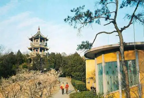 China Plum garden