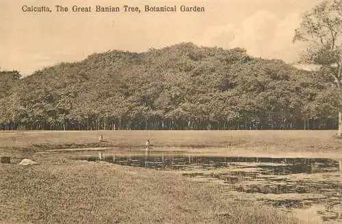 A5014 India Calcutta Botanical Garden The Great Banian Tree