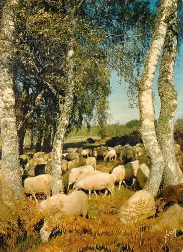 France moutons au paturage
