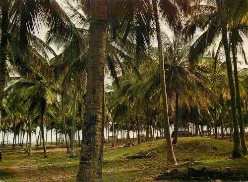 Nigeria Lagos coconut palm
