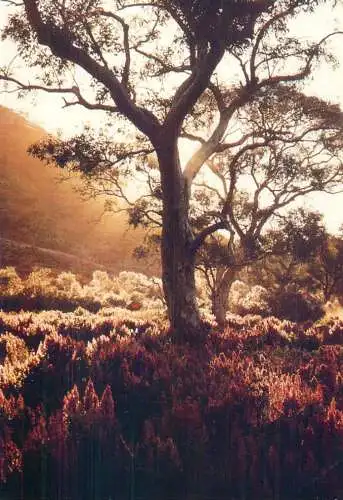 Australia South Flinders Ranges