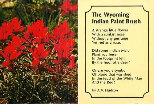 United States Wyoming native american paintbrush