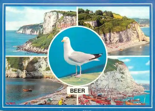 England Beer Head and White Cliffs multi view seagull bird