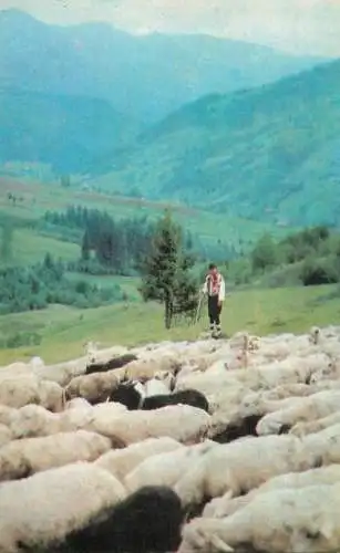 A5112 Carpathian meadow