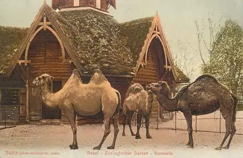 A5118 Schweiz Basel Zoologischer Garten Kameele