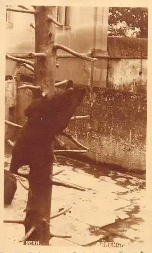 A5118 Schweiz Bern Baren