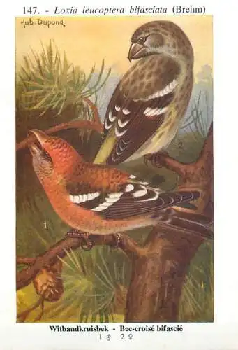 A5000 Les oiseaux de Belgique Hub. Dupond - bec-croise bifascie