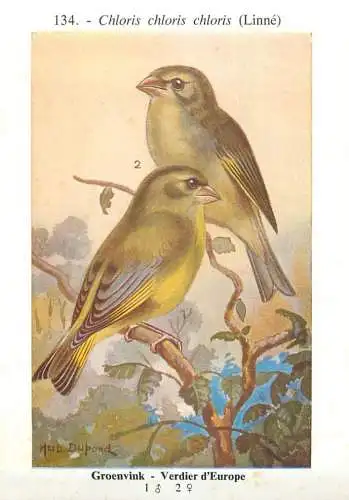 A5000 Les oiseaux de Belgique Hub. Dupond - verdier d`Europe
