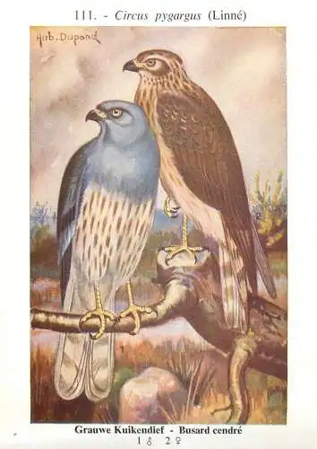 A5000 Les oiseaux de Belgique Hub. Dupond - busard cendre