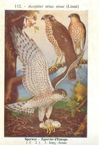 A5000 Les oiseaux de Belgique Hub. Dupond - epervier d`Europe