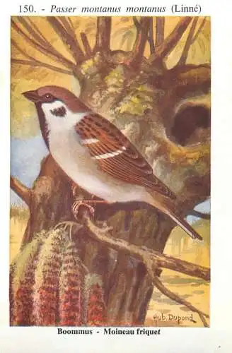 A5000 Les oiseaux de Belgique Hub. Dupond - moineau friquet