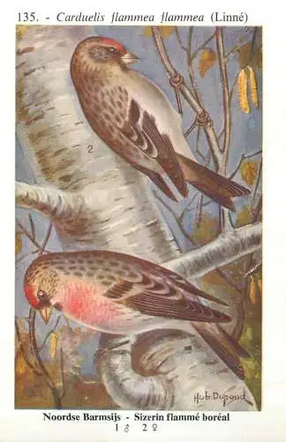 A5000 Les oiseaux de Belgique Hub. Dupond - sizerin flamme boreal