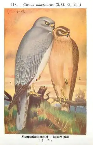 A5000 Les oiseaux de Belgique - busard pale