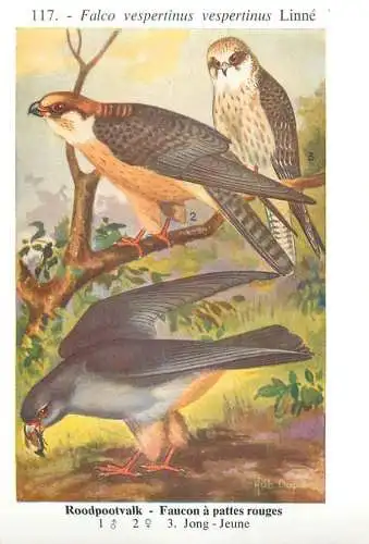 A5000 Les oiseaux de Belgique - faucon a pattes rouges