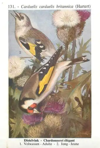 A5000 Les oiseaux de Belgique - chardonneret elegant