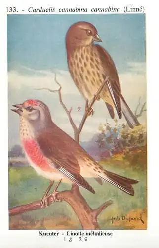 A5000 Les oiseaux de Belgique - linotte melodieuse