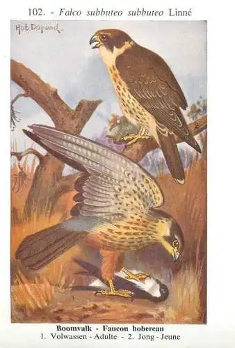 A5000 Les oiseaux de Belgique - faucon hobereau