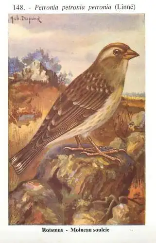 A5000 Les oiseaux de Belgique - Moineau soulcie