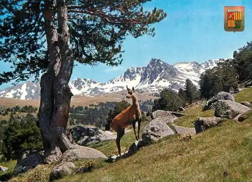 Andorra mountain wildlife goat image