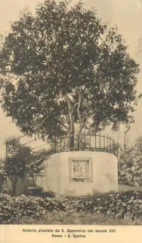 A5762 Italia Roma arancio piantato da S. Domenico S. Sabina