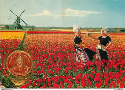 A5311 Netherlands tulips field, windmill, ethnic types with typical costumes