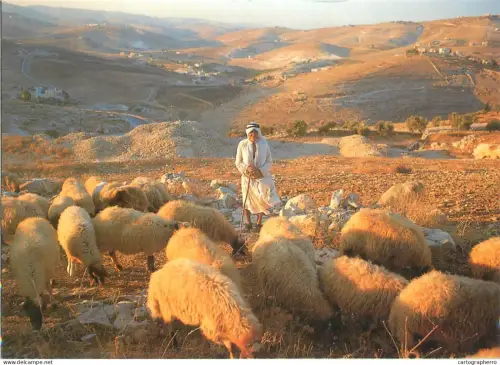 A5311 Palestine Bethlehem Shepherd's Field shepherd with sheep flock