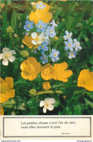 A5308 Wild flowers field detail aspect