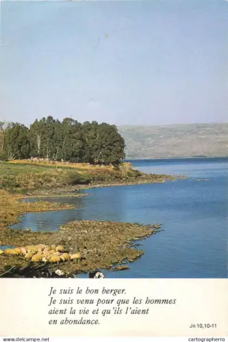 A5308 Sheep herd by Capharnaum