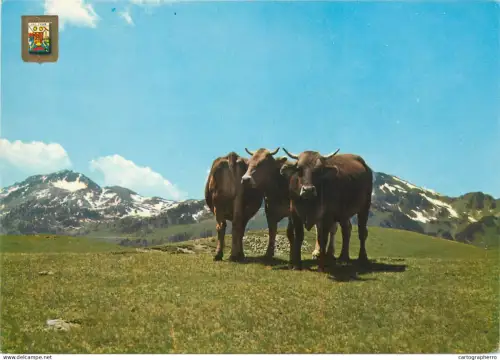 A5307 Val d'Andorra Pirineu Catala (Lleid) cows on mountain pasture