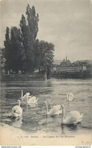 A5302 Switzerland Geneve Les Cygnes de l'Ile Rousseau