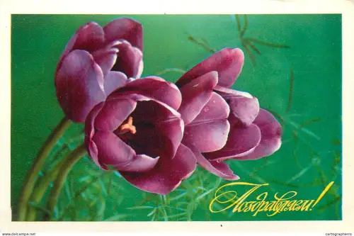 A5301 Holidays and celebrations greetings purple tulips postcard