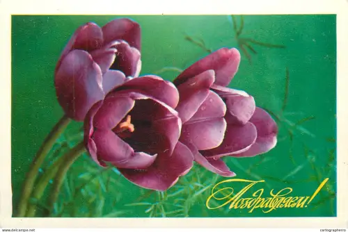 A5301 Holidays and celebrations greetings purple tulips