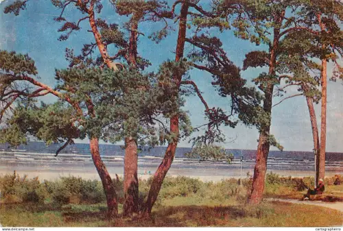 A5300 Latvia Jurmala Dune Pines in Melluzi