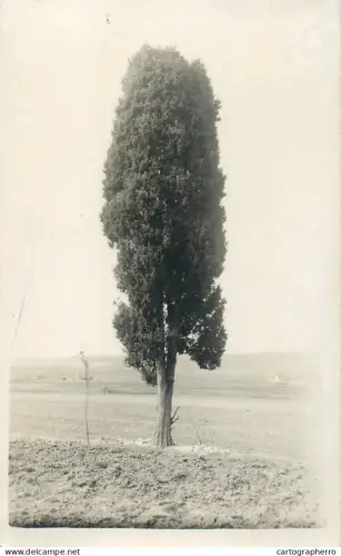 A5803 Tree foto postkarte