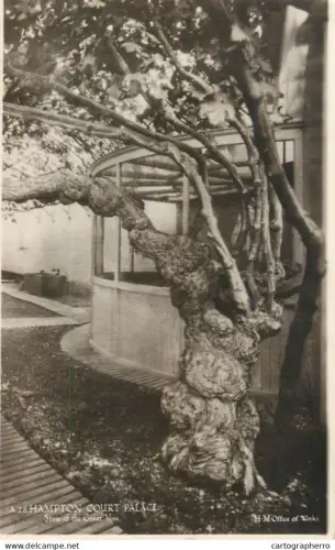 A5299 England London Hampton Court Palace Stem of the Great Vine