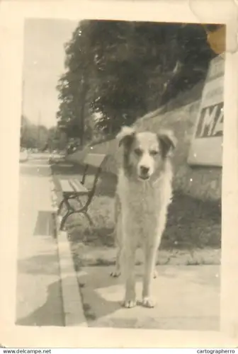 Dog vintage photo