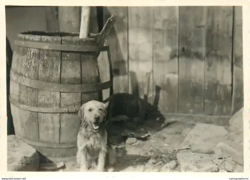 Dog near barrel souvenir photo