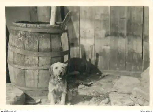 Dog vintage souvenir photo